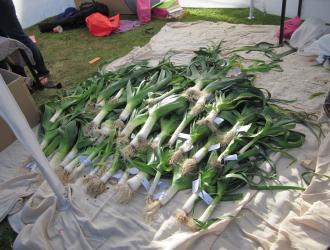 Leeks!